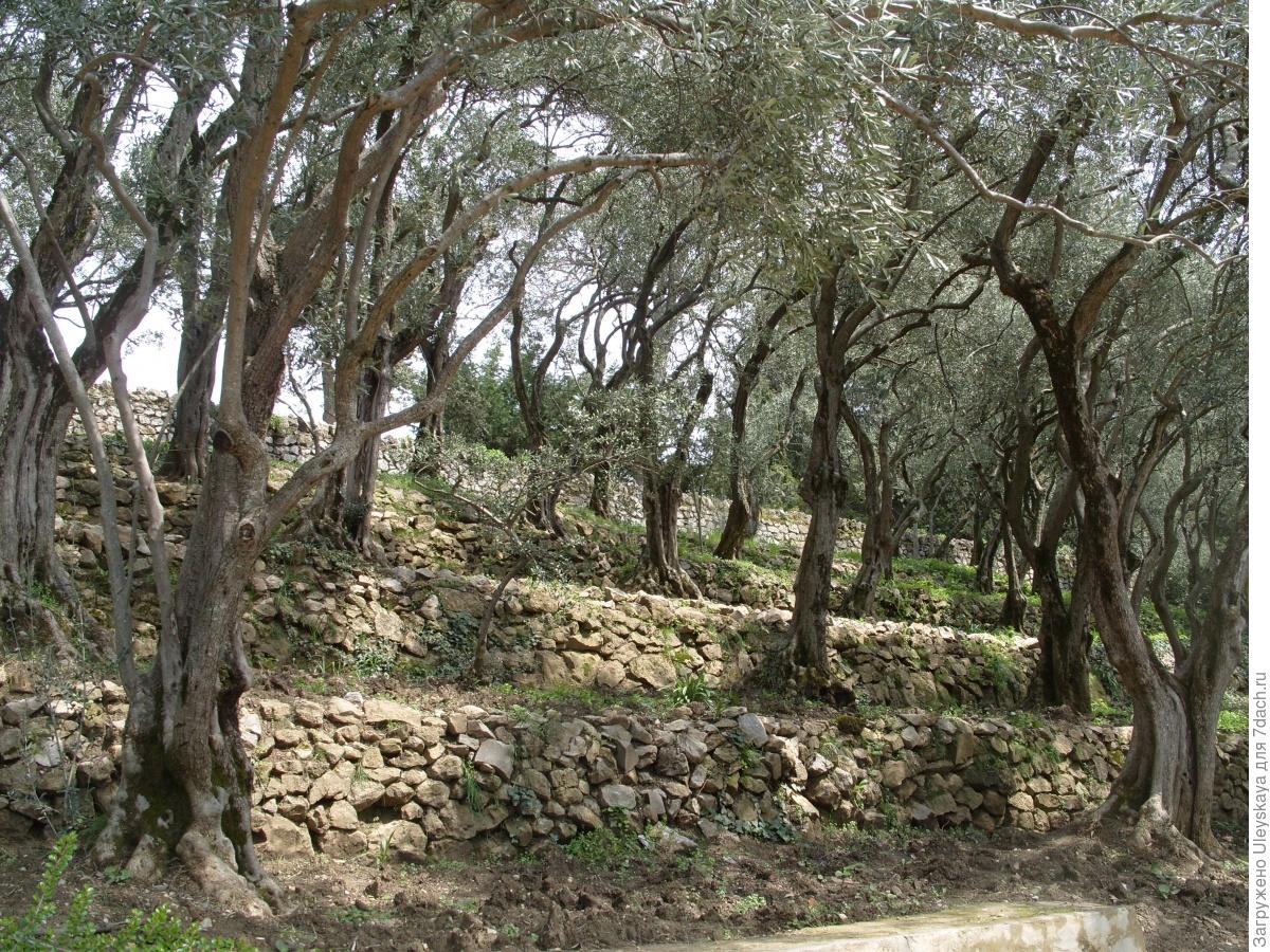 Серебряные кусты дикой маслины окруженные. Дикая маслина дерево. Душистая маслина. Старая узловатая маслина фото.