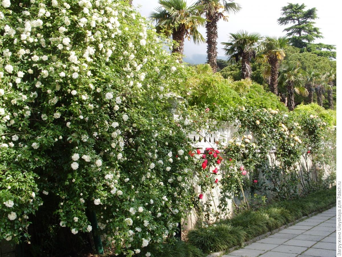 Розы плетущиеся Никитский Ботанический сад