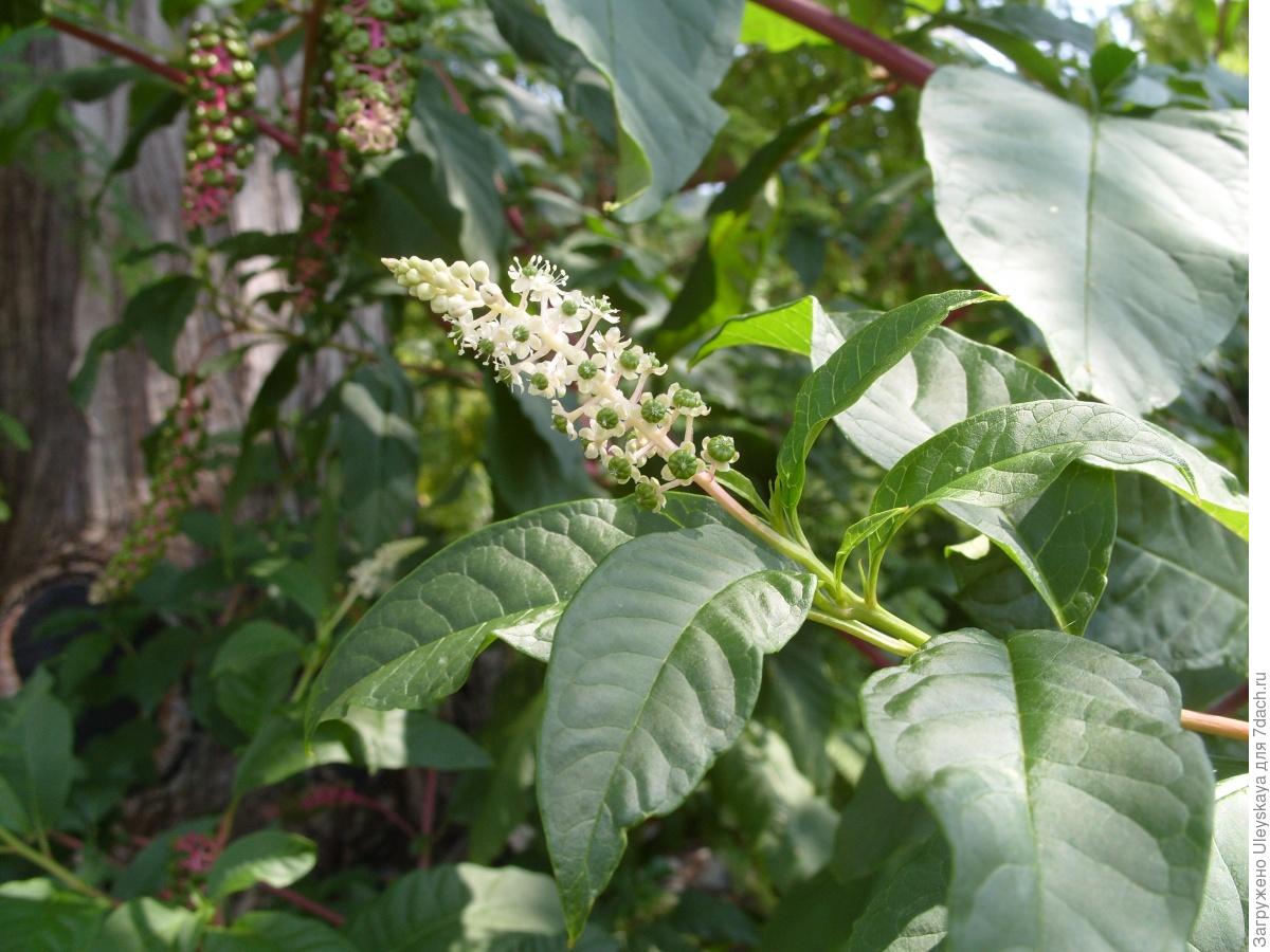Лаконос Лиана
