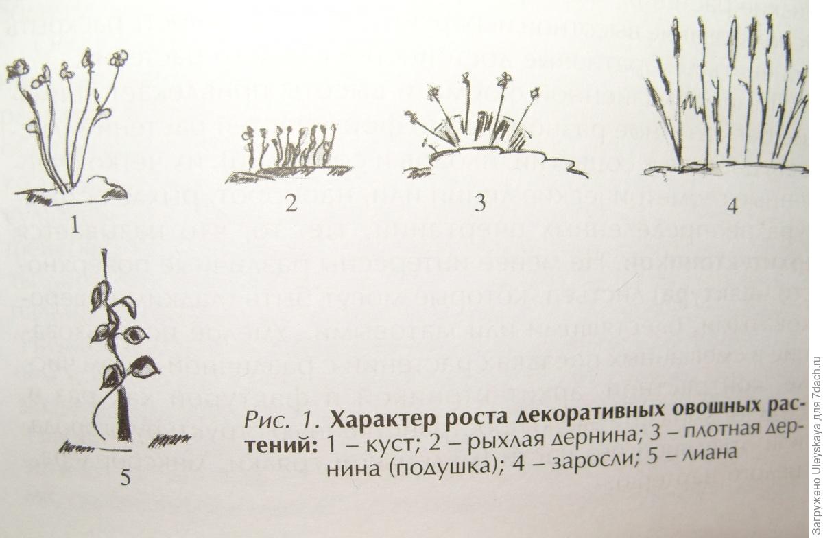 характер роста растений. характер роста растений. рост и развитие растений. схема развития растения из семени. ограничитель роста растений.