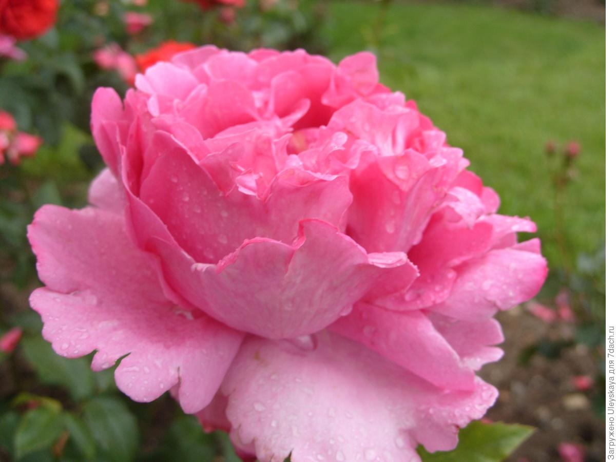 Розовая роза с резными лепестками сорт