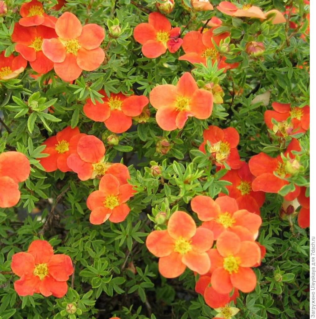 Лапчатка кустарниковая - декоративные сорта и особенности выращивания