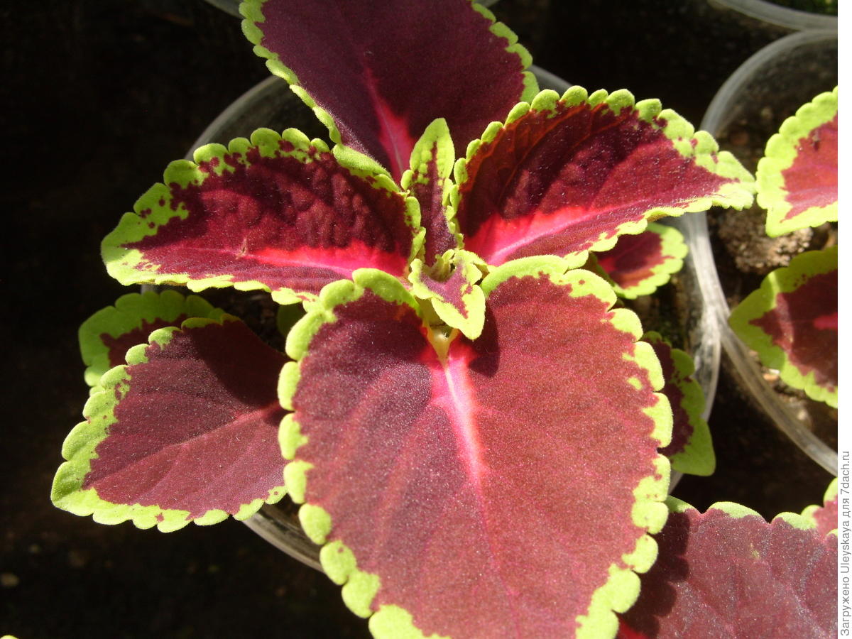 Колеус Блюме: выращивание, размножение, сорта