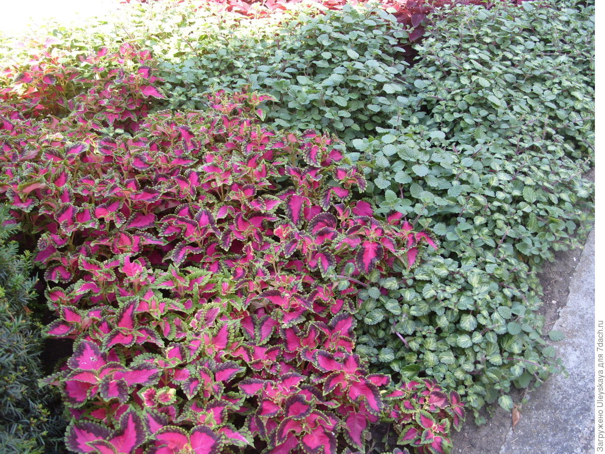 Колеус Блюме: выращивание, размножение, сорта