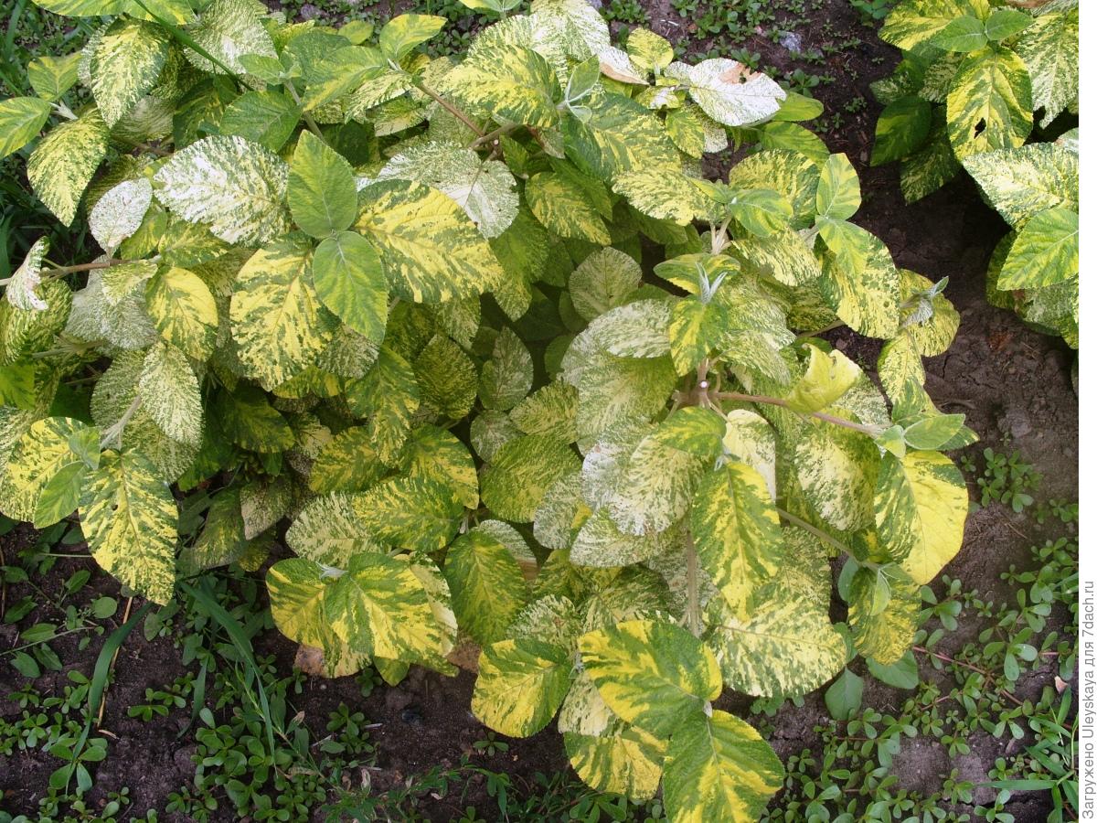 Калина гордовина aureovariegata