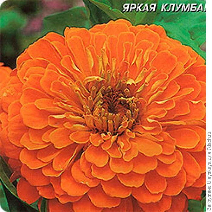 Циннии: праздник цвета