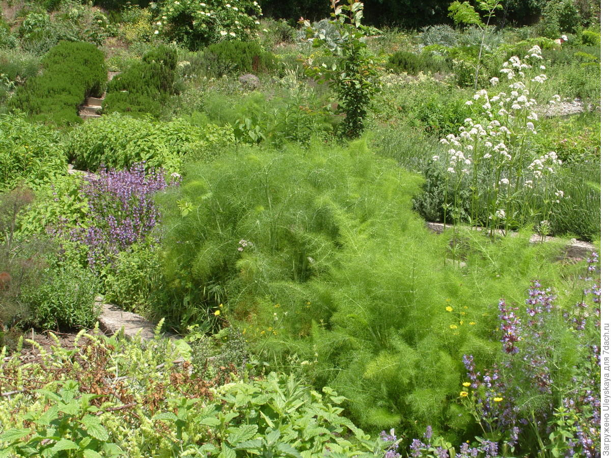 Садовые растения со специфическим запахом фото