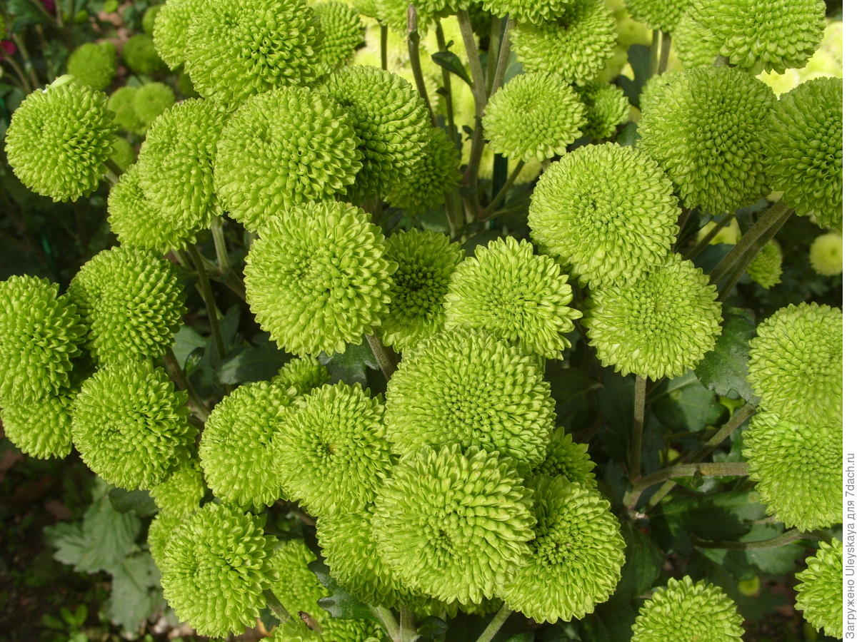 Цветы зеленые шарики