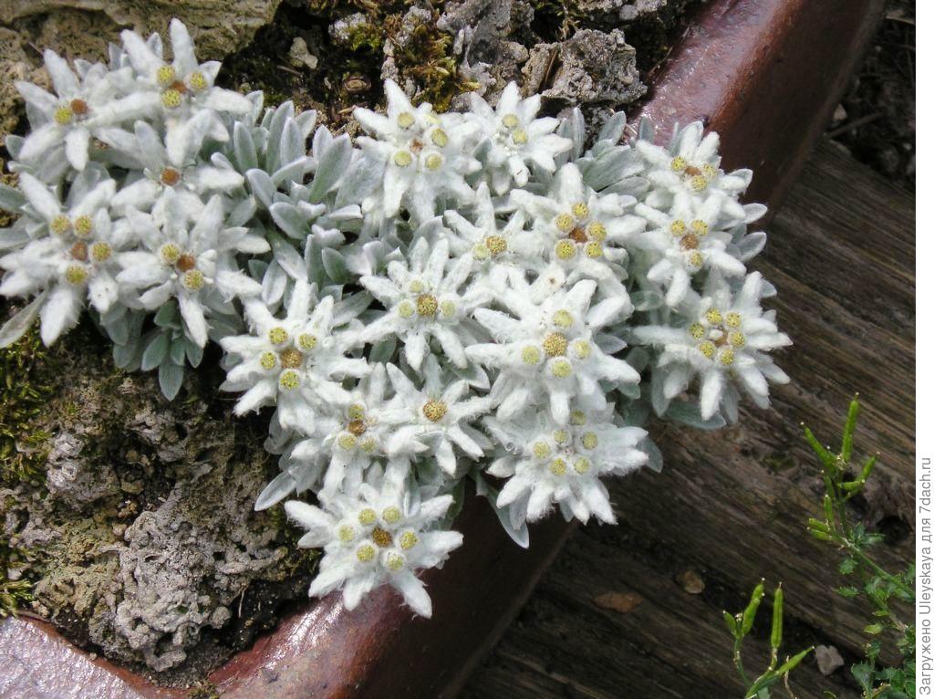 Эдельвейс 1 мая. Эдельвейс Альпийский. Цветок Эдельвейс Альпийский. Эдельвейс Альпийский (с2). Leontopodium nivale.