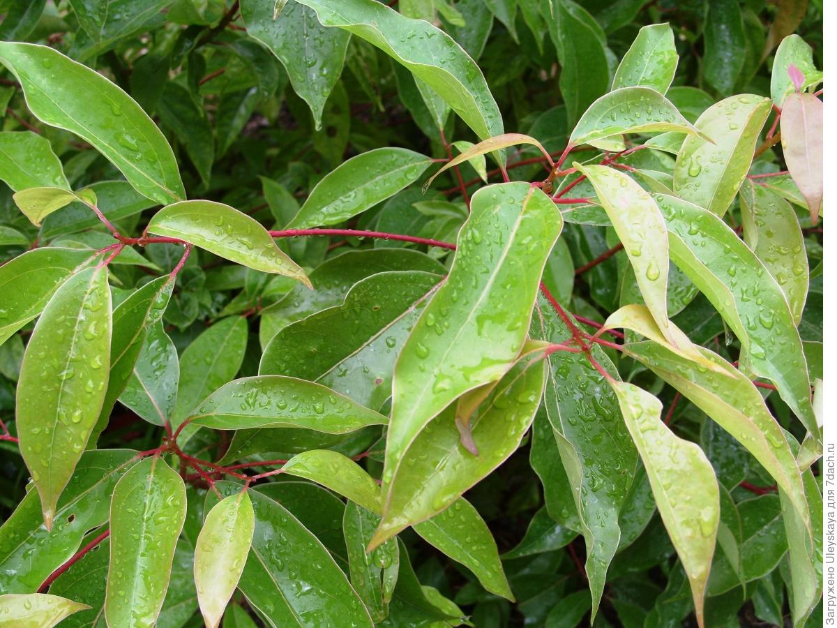 Растения с камфорой, касторкой и мастиксом: особенности выращивания и ...