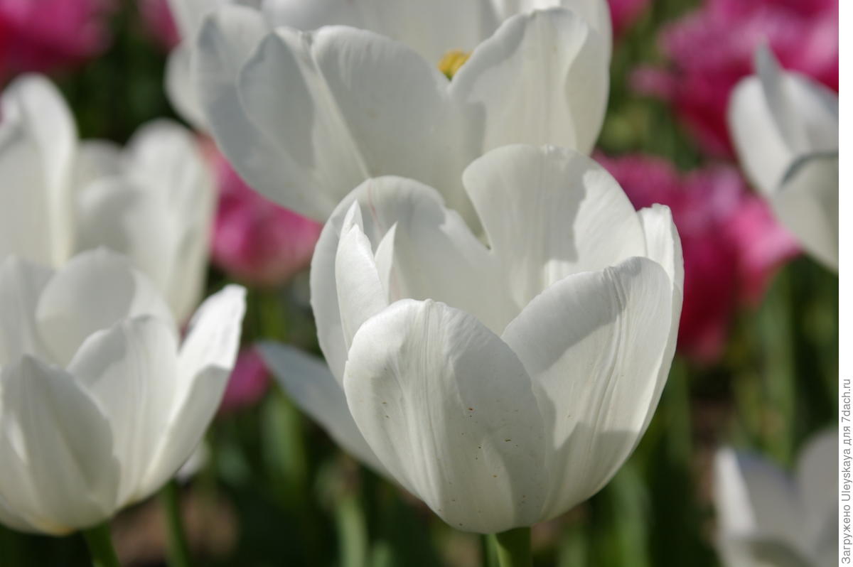 White heart тюльпан фото и описание