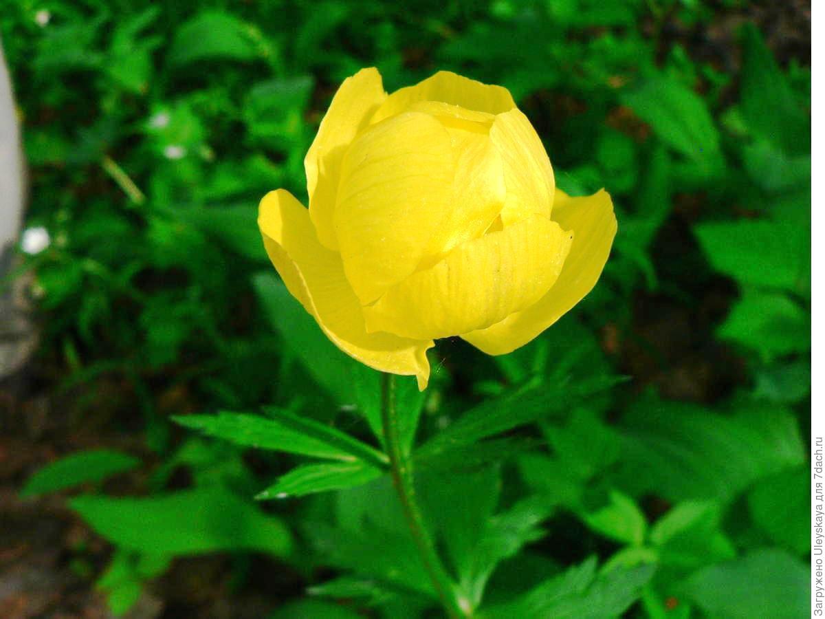 Изящные купальницы. Лучшие виды и сорта