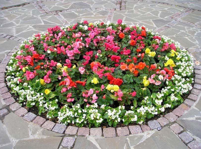 Цветник с калиной