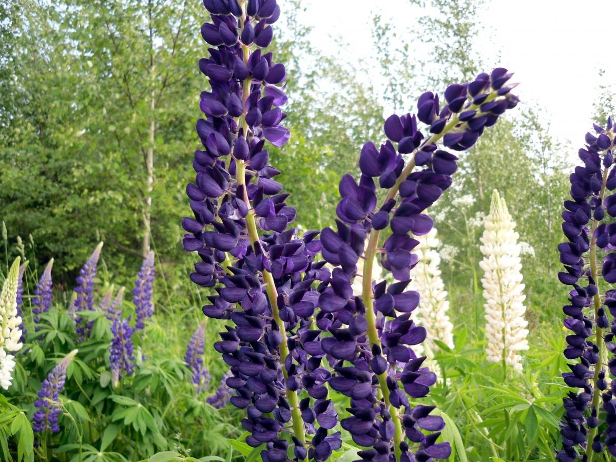 Люпин цветок выращивание из семян. Люпин многолетний фиолетовый. Люпин синий. Люпин куст. Lupinus Persian Slipper.