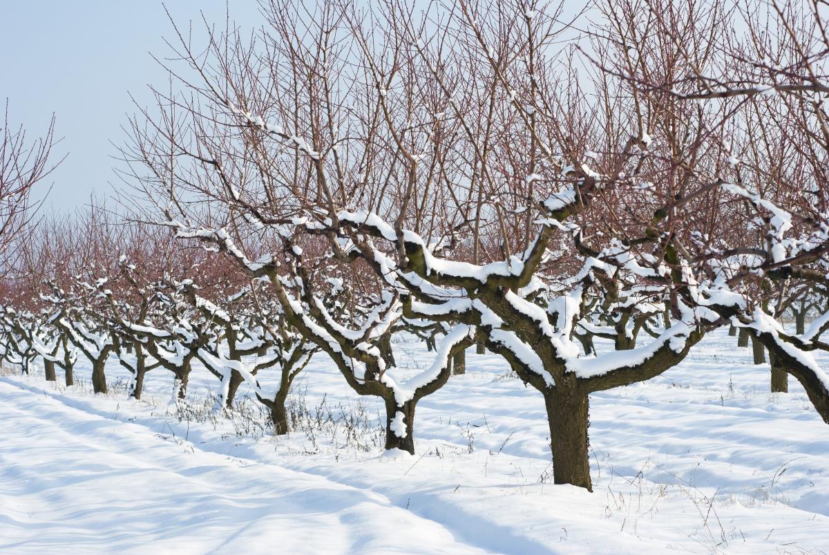 Календарь работ садовода в декабре – ищем вредителей, защищаем корневую систему