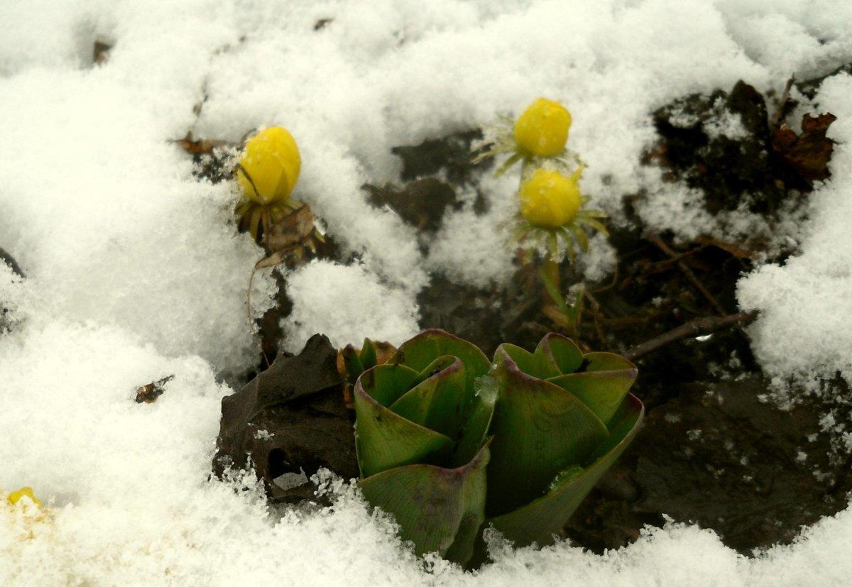 Весенний уж. Апрель в лесу. Подснежник широколистный. Весенние пейзажи романа романова. Роман романов “весенний ветер”.