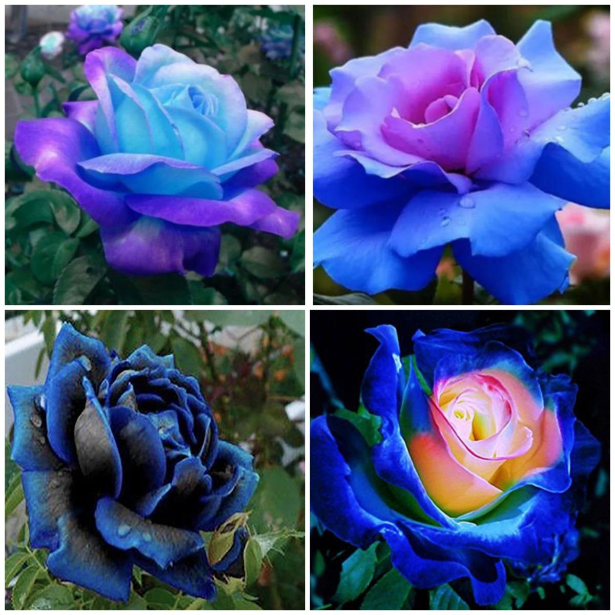 Саженцы голубой розы. Голубые розы сорта. Селекционные розы синяя.