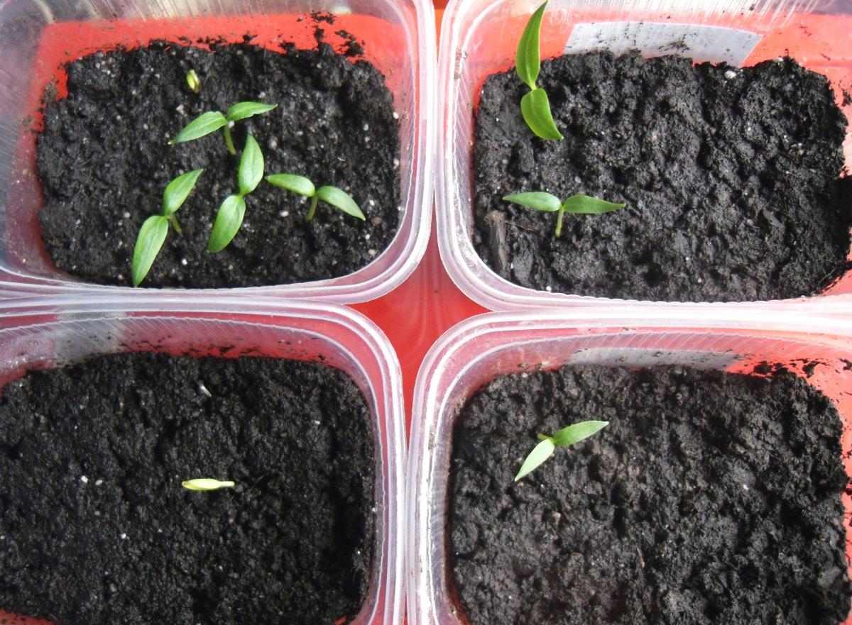 Что выросло то выросло. Семена нет. Семена Твини от чего растет. Выросло или вырасло как.