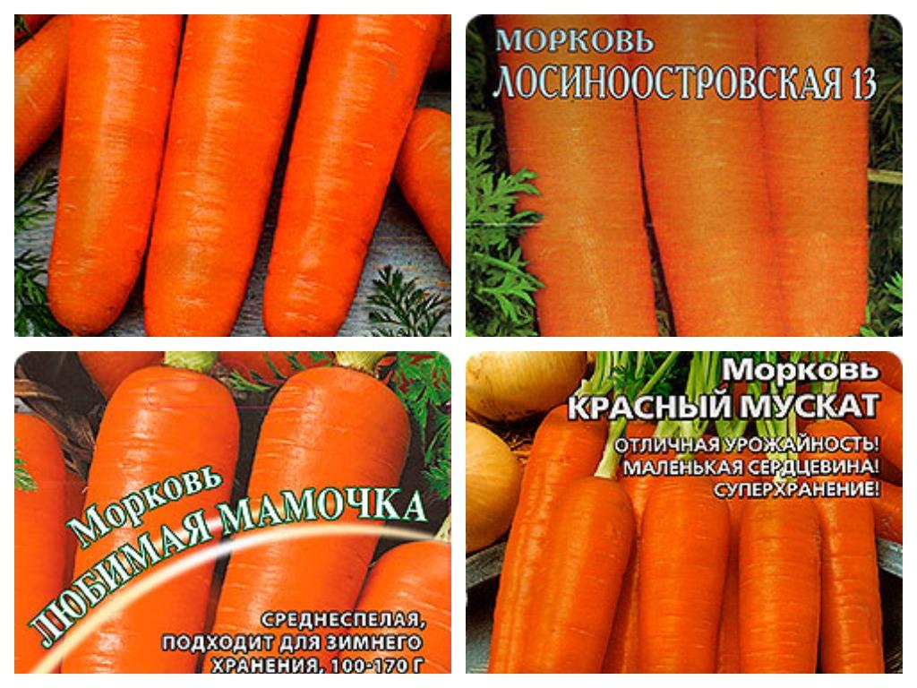 Посев овощей под зиму: заказ семян в интернет-магазине Seedspost