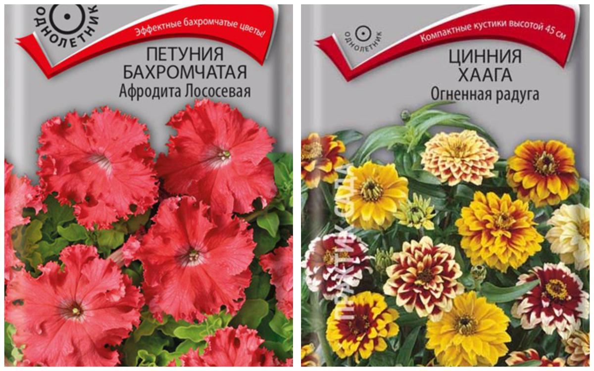 Садовые цветы в интернет-магазине Агрофирмы Поиск: обзор лучших сортов