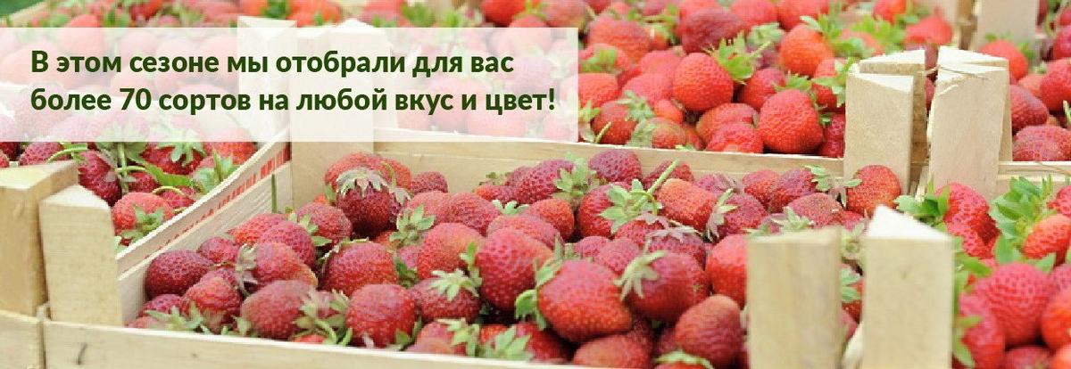 Агрофирма Поиск Купить Саженцы