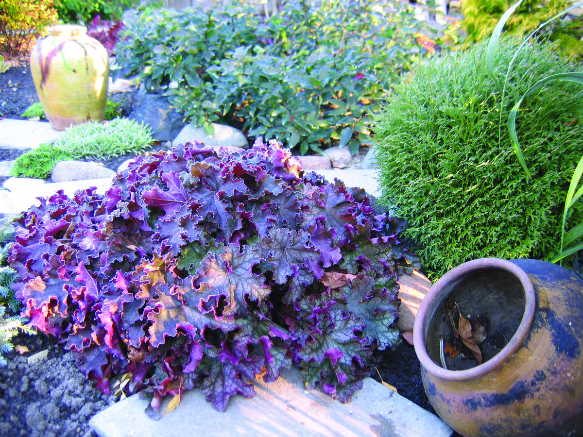 Гейхеры в кашпо