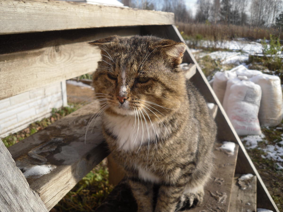 кошка спит на стуле примета