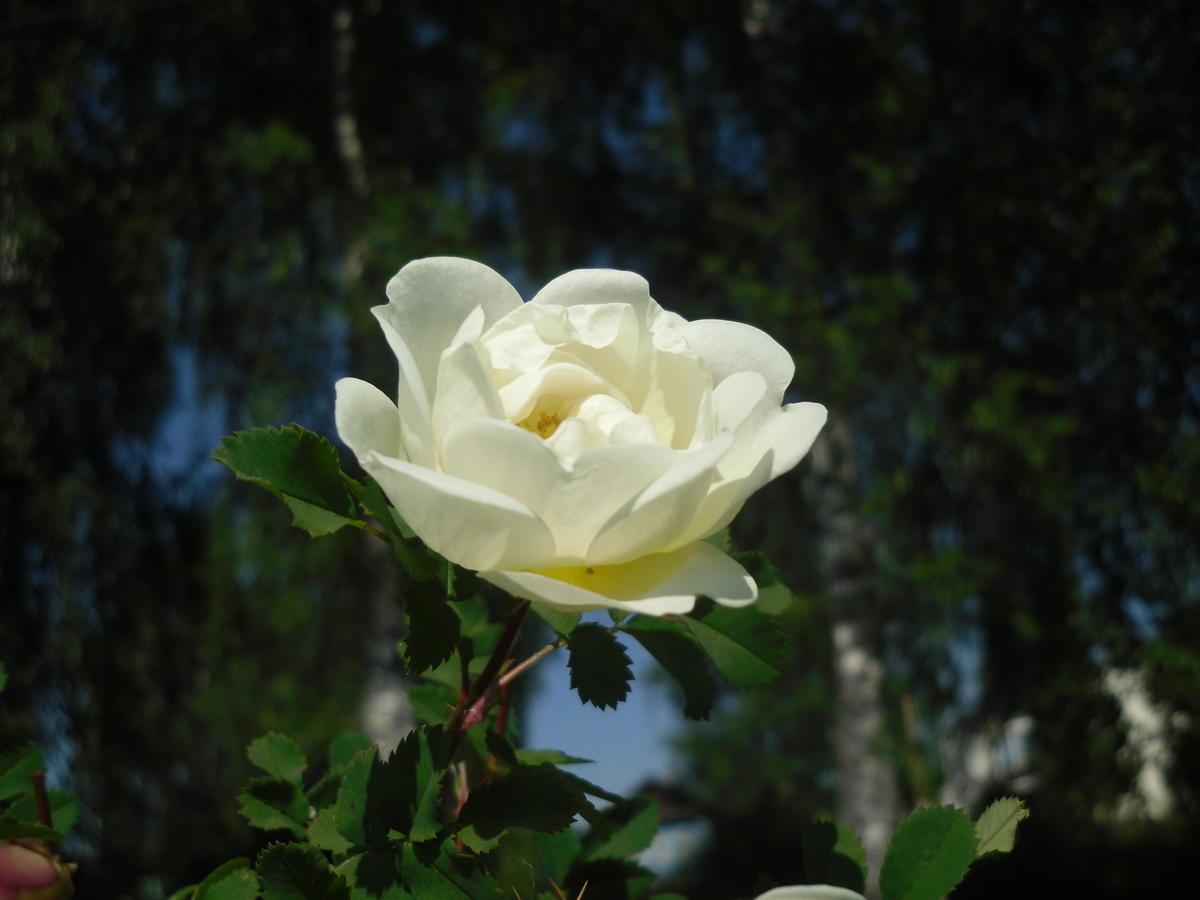 Роза бедренцеволистная фото