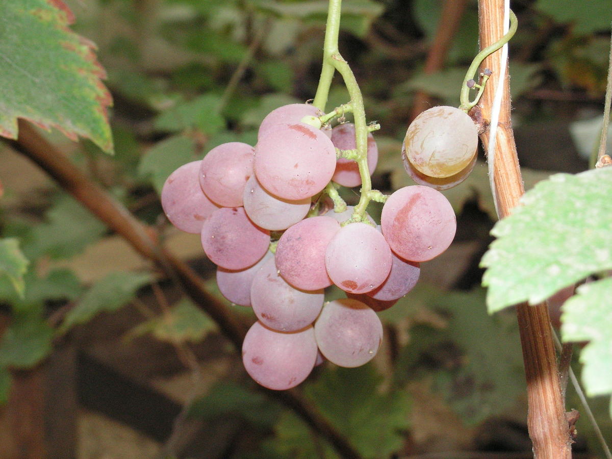 Виноград в Ленинградской области