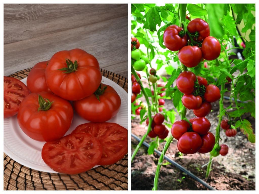 Сорт томатов краса сибири. Томат Армада f1. Томат рафинад f1. Томат биф 534 ф 1. Томат крупноплодный f1 Стрега.