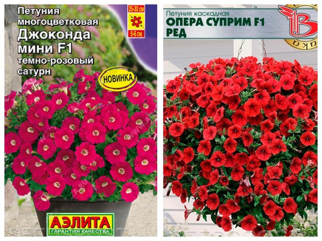 Петунии: обильноцветущие сорта сезона 2020, фото