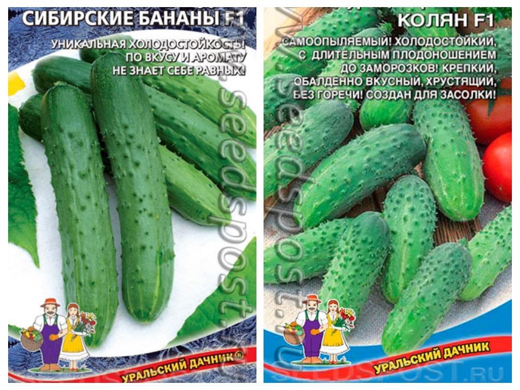 Холодостойкие сорта огурцов: фото, описание