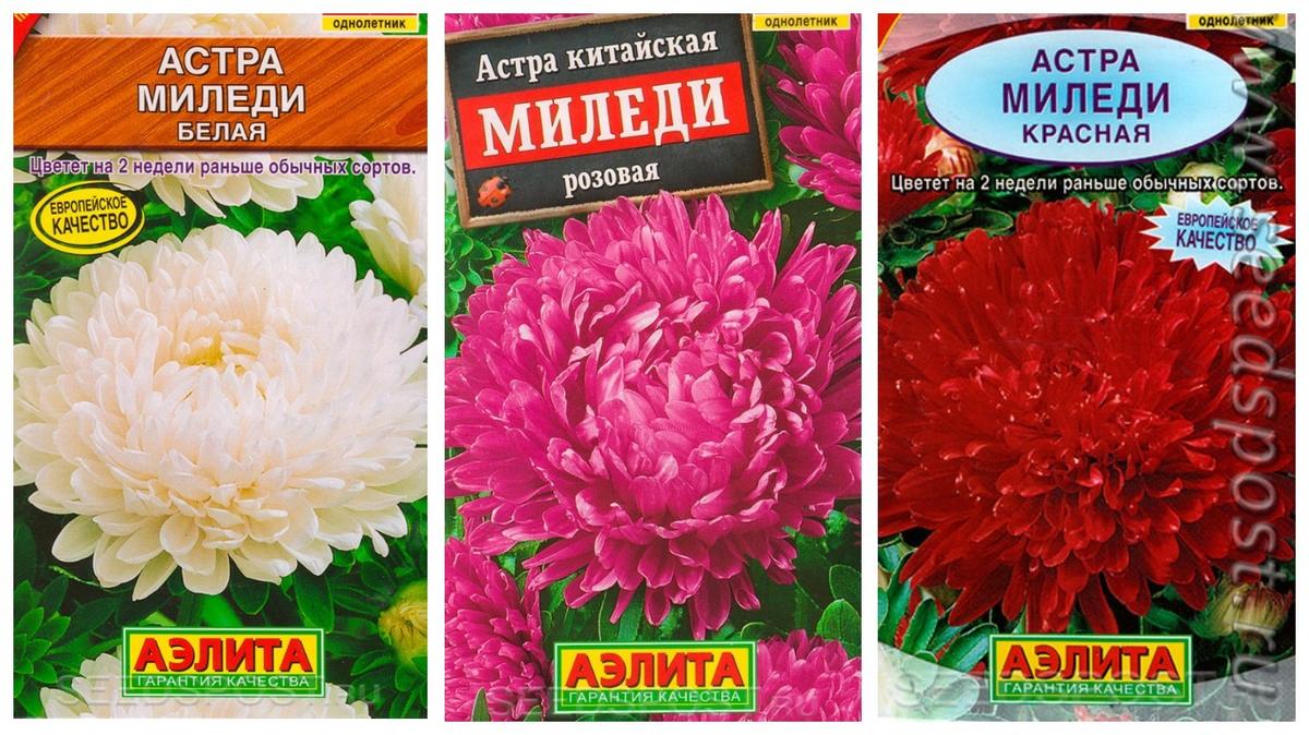 Купить Семена Астры Многолетней Кустовой