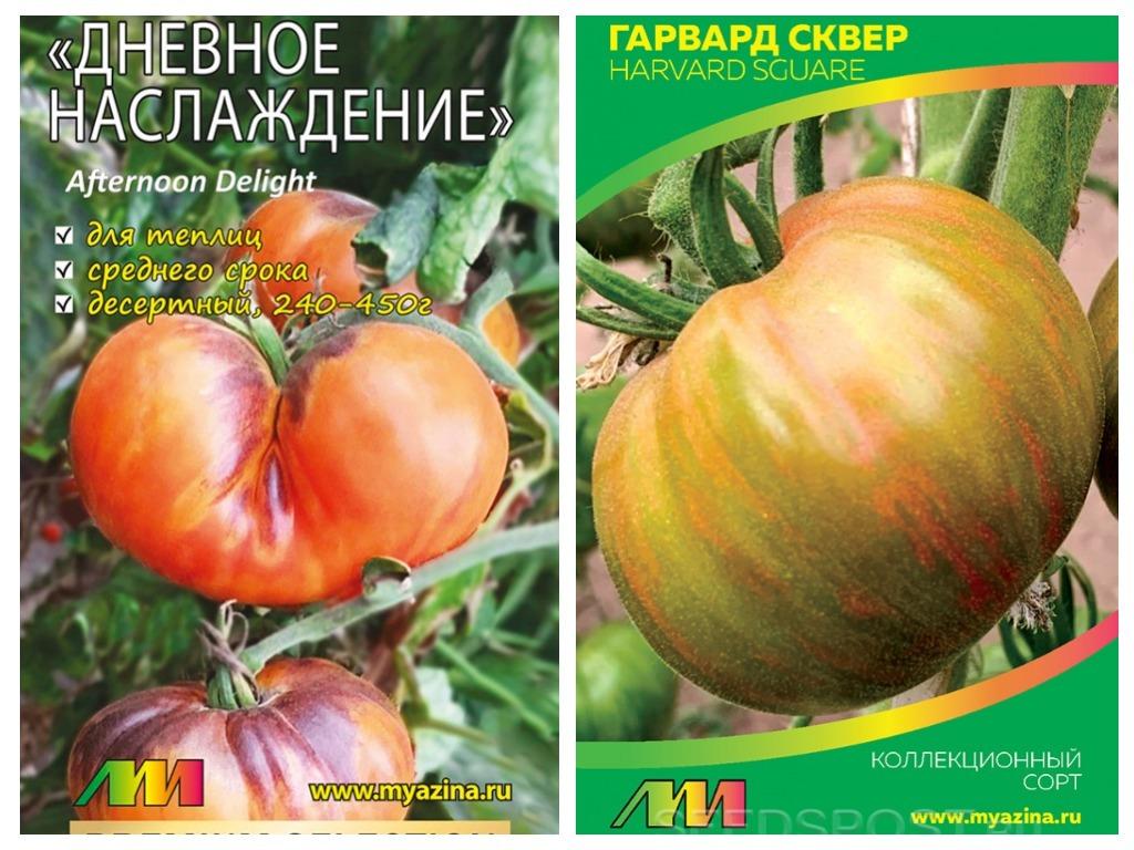 Томат гарвард сквер характеристика и описание. Помидоры Харвард сквер. Томат Гарвард сквер. Afternoon Delight томат. Харвард сквер сорт томата.