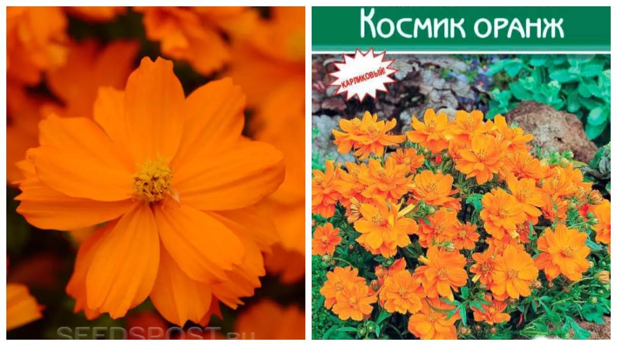 Просто космос! 15 сортов космеи для вашего сада
