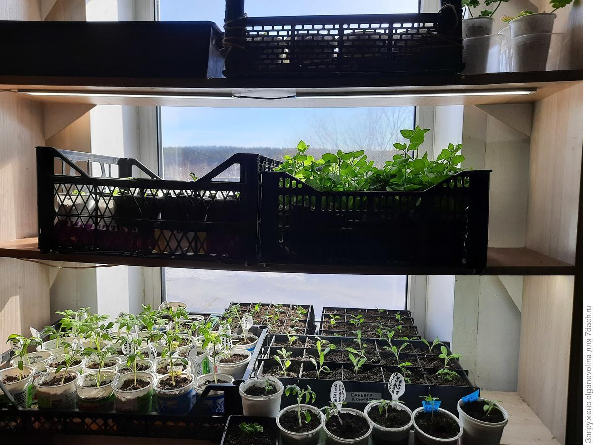 Как разместить рассаду: идеи и приспособления