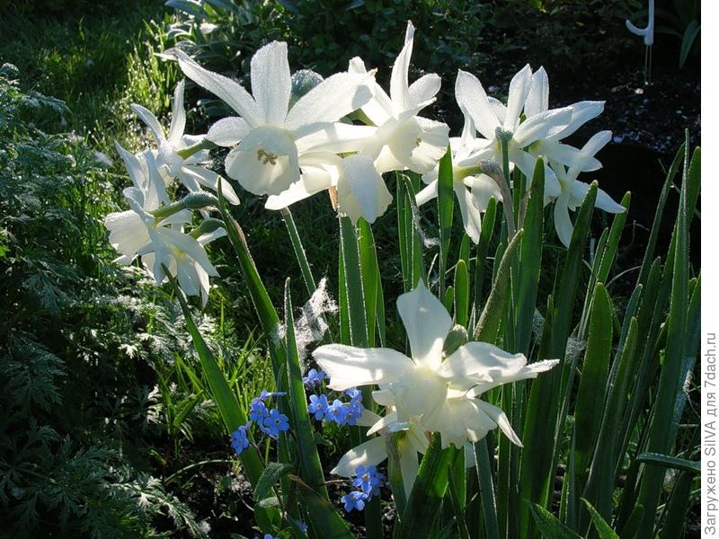 Нарциссы: как сажать и ухаживать. Виды, сорта и гибриды нарциссов