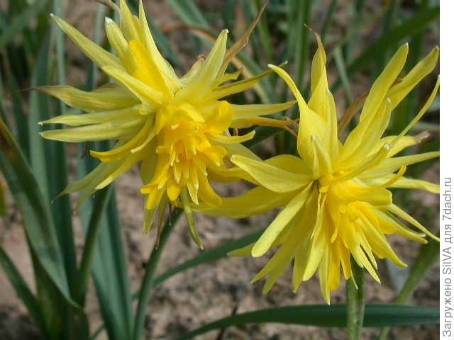 Нарциссы: как сажать и ухаживать. Виды, сорта и гибриды нарциссов