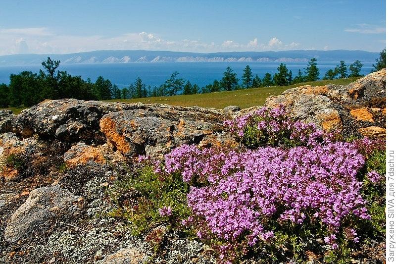 Тимьян в горах