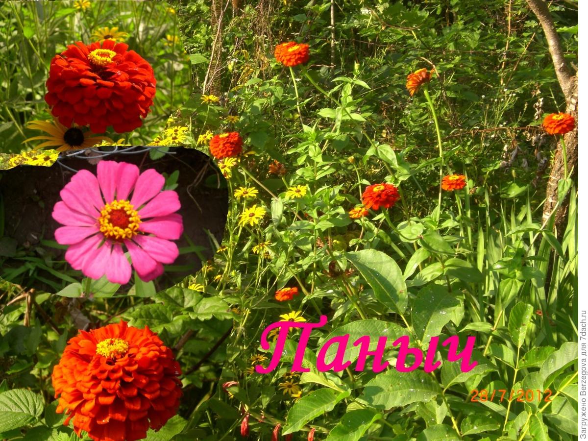 Цветы панычи правильное название и фото