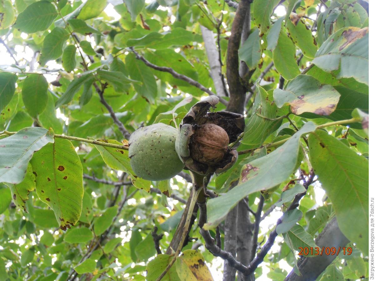 дерево грецкий орех вырастить. десертный сорт грецкого ореха. орехк когда начинает плодоносить грецкий орех. паспорт дерева грецкий орех. доклад про дерево грецкий орех.