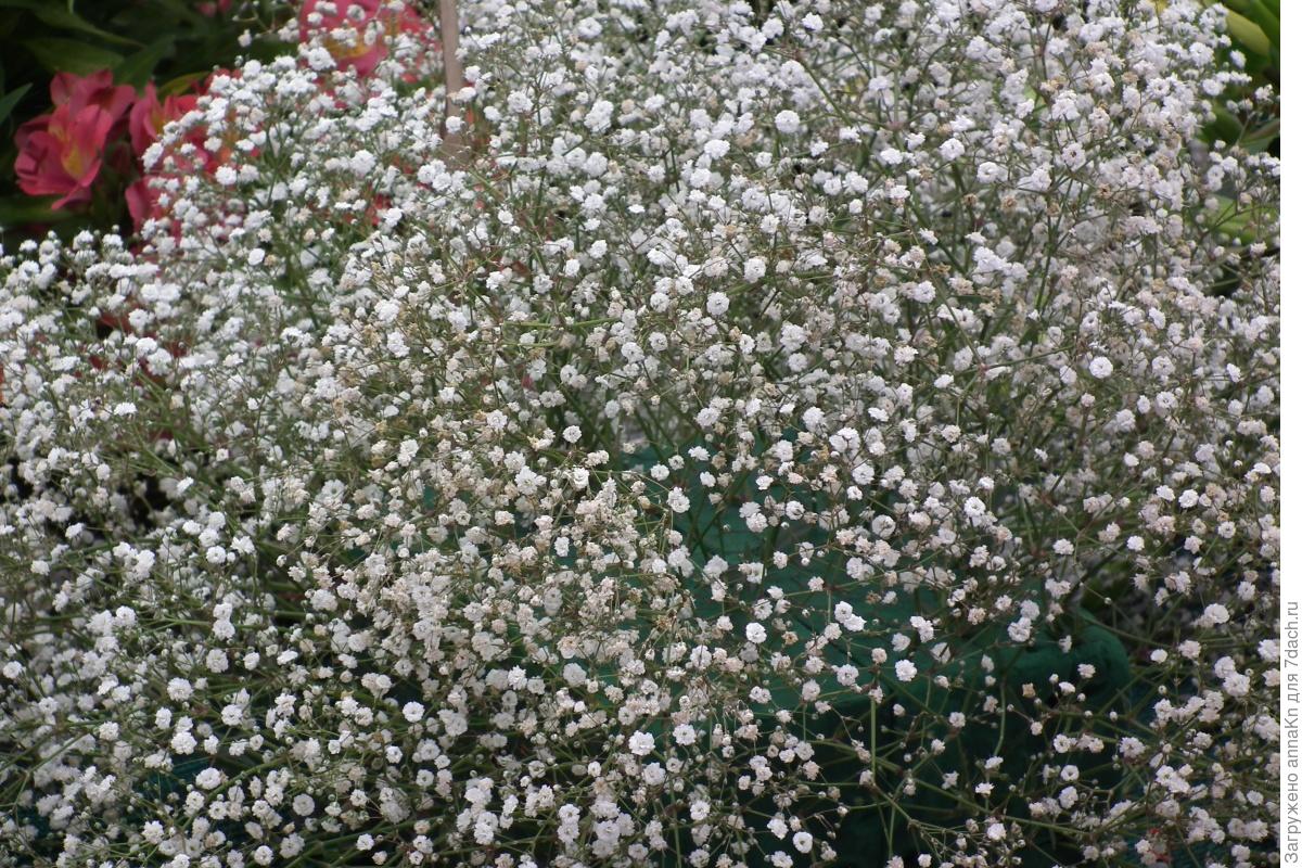 Гипсофила цветы выращивание в саду фото
