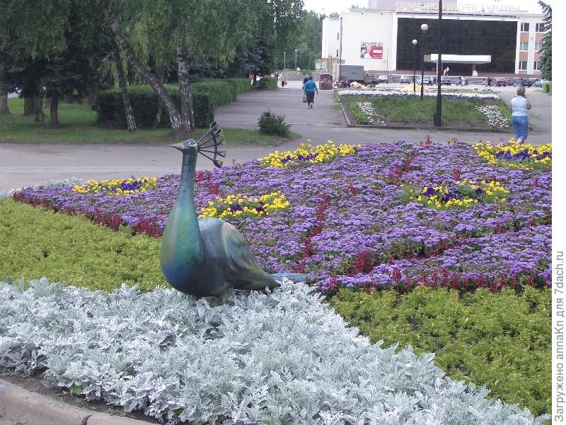 Заведите прекрасных павлинов в саду