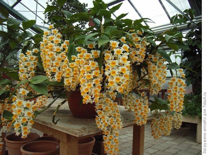 Вот так орхидея дендробиум