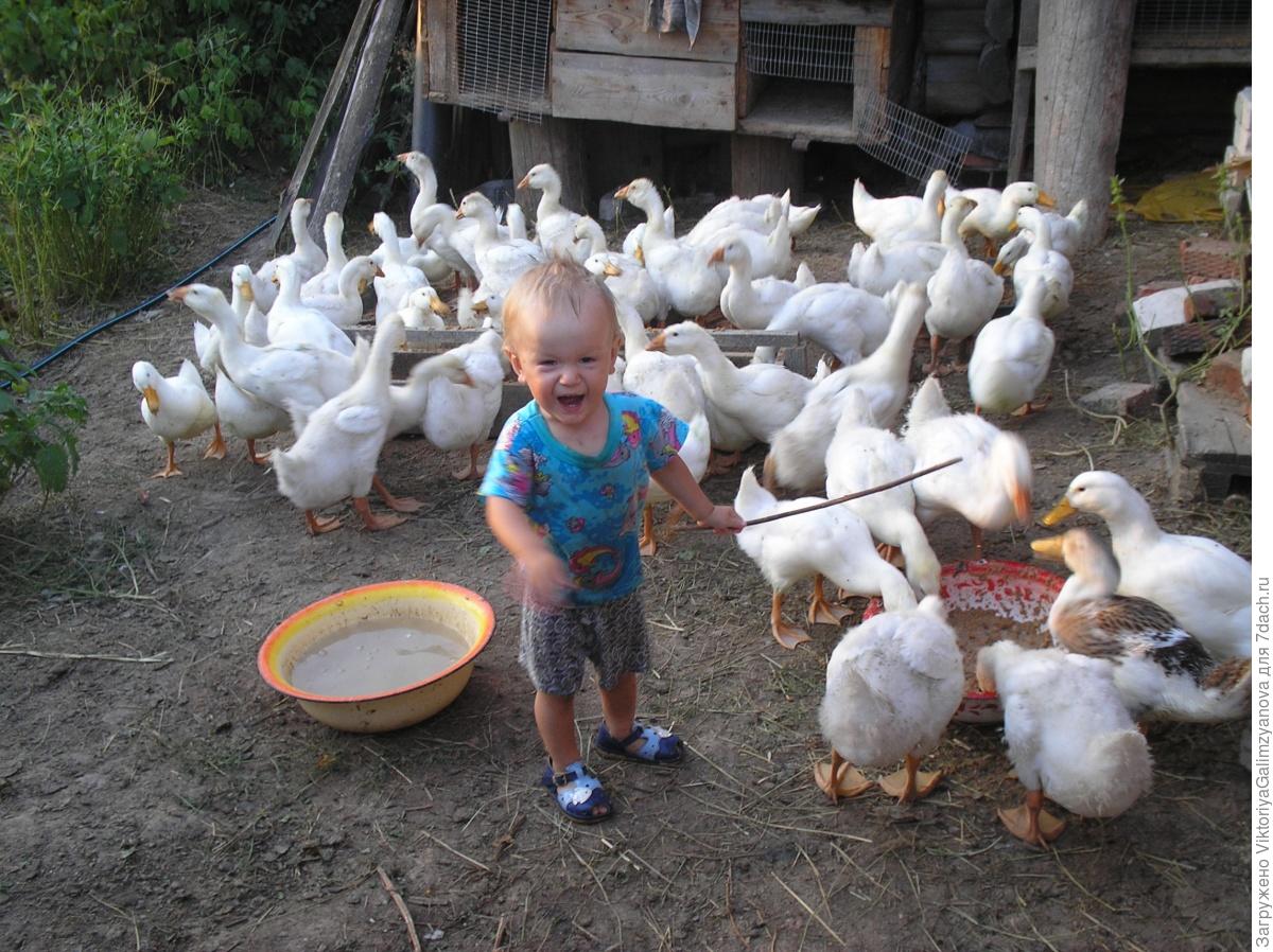 Фото гусей домашних в деревне