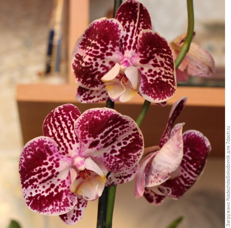 Определение сорта орхидеи по фото