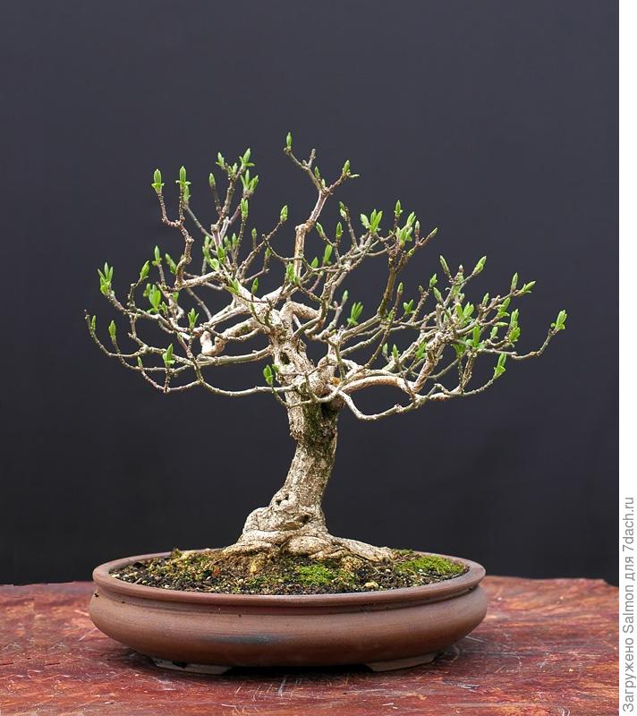 Бересклет: виды, описания и легенды о бересклете