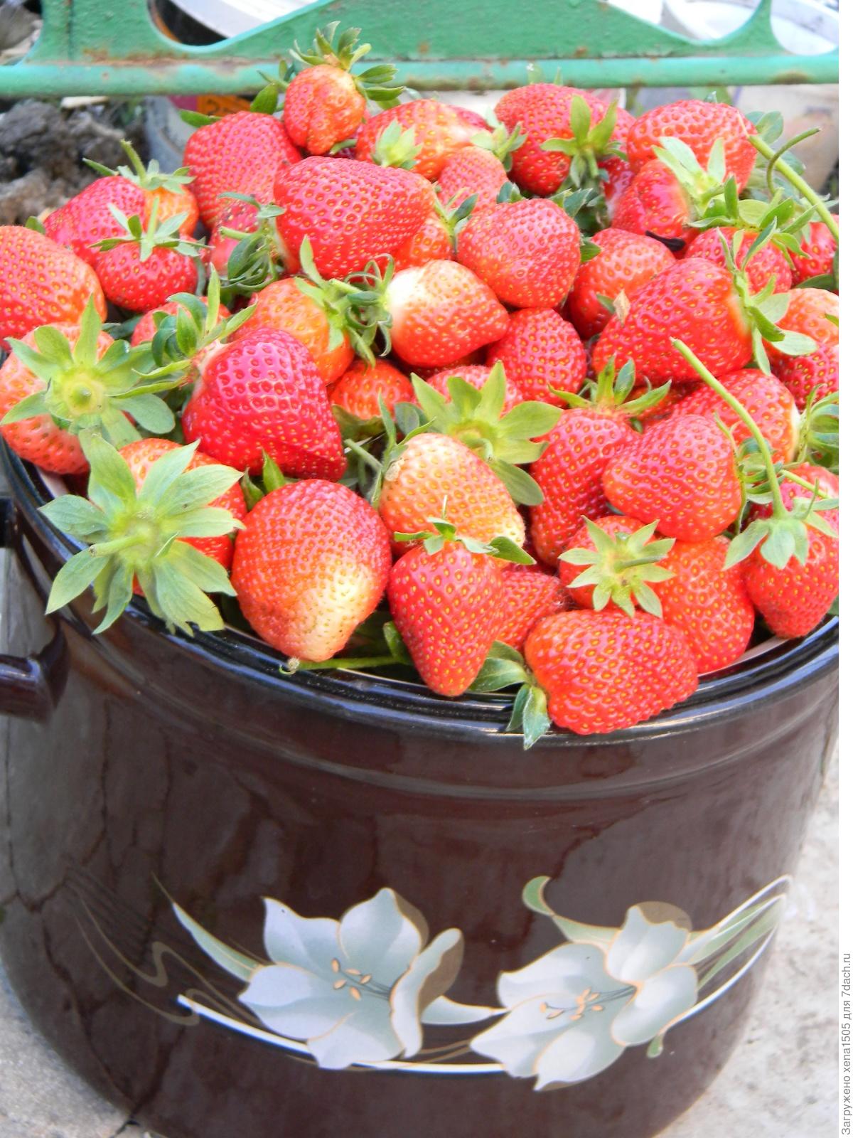 Земляника садовая руяна. Сорта земляники сельва. Земляника садовая портола. Земляника на даче. Дачная земляника.