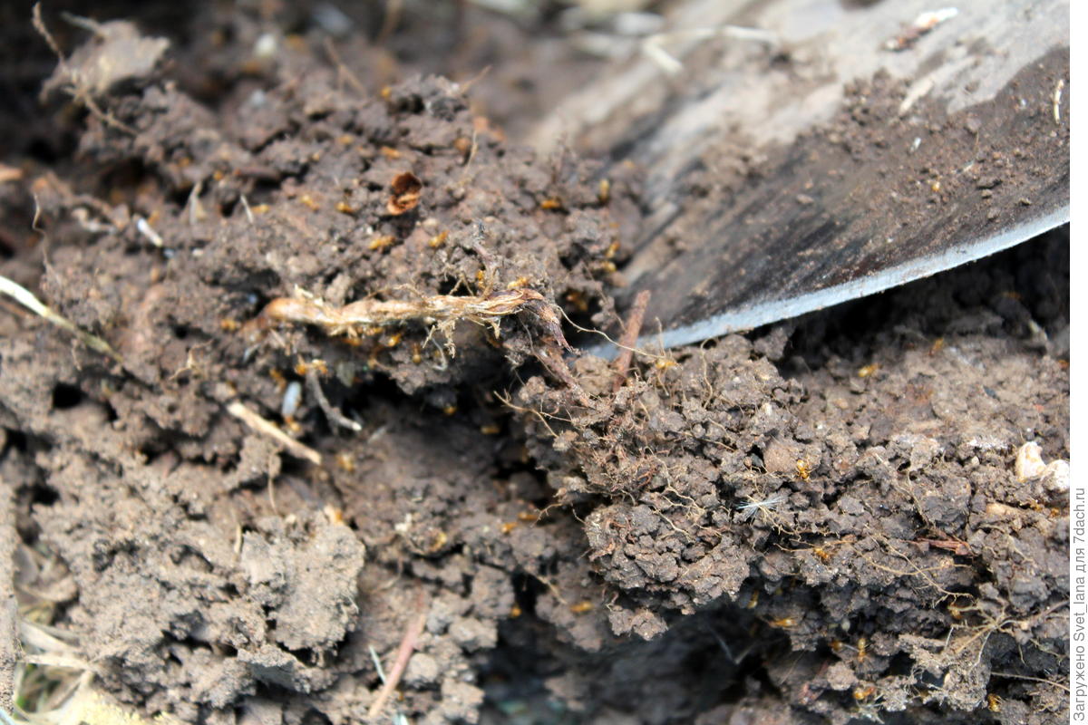 Тля и муравьи в моем саду способы защиты от вредителей