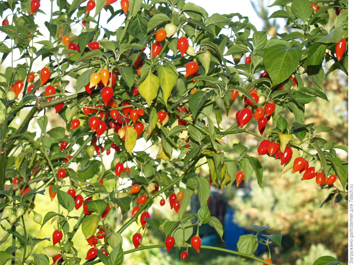 Острый перец Biquinho Vermelho, второй год выращивания